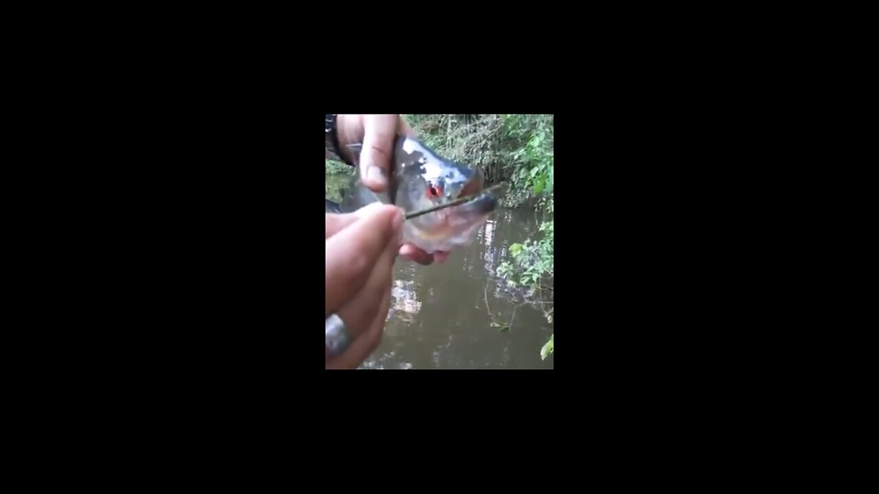 The scary piranha 😰😱