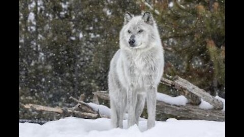 Realistic wolf