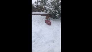 Joans first snow