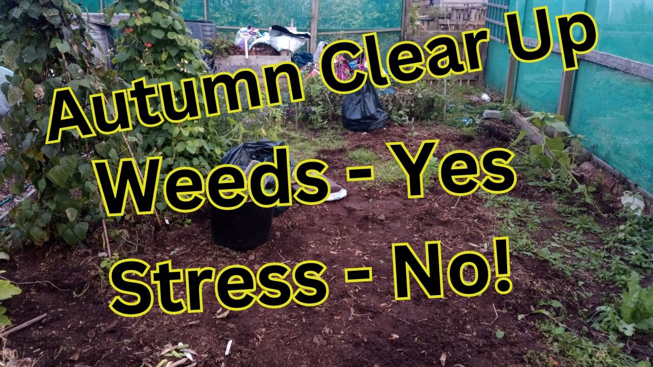 Stop stressing about your weeds - Autumn tidy begins on the allotment (with Blooper reel!)