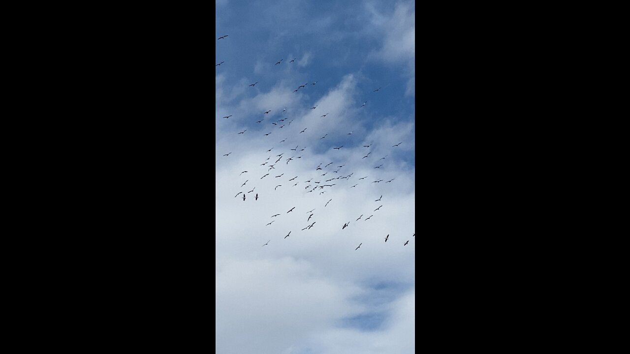 Local pelicans