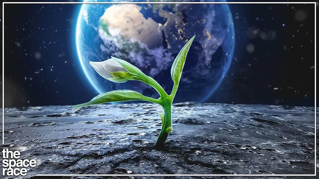 Scientists Grow Plant In Lunar Soil!