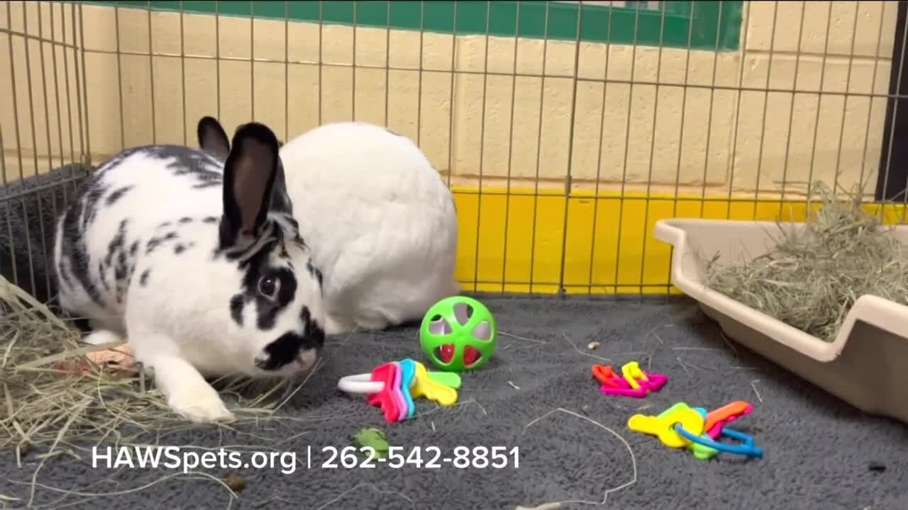 Pawsitively Milwaukee 4.10.23