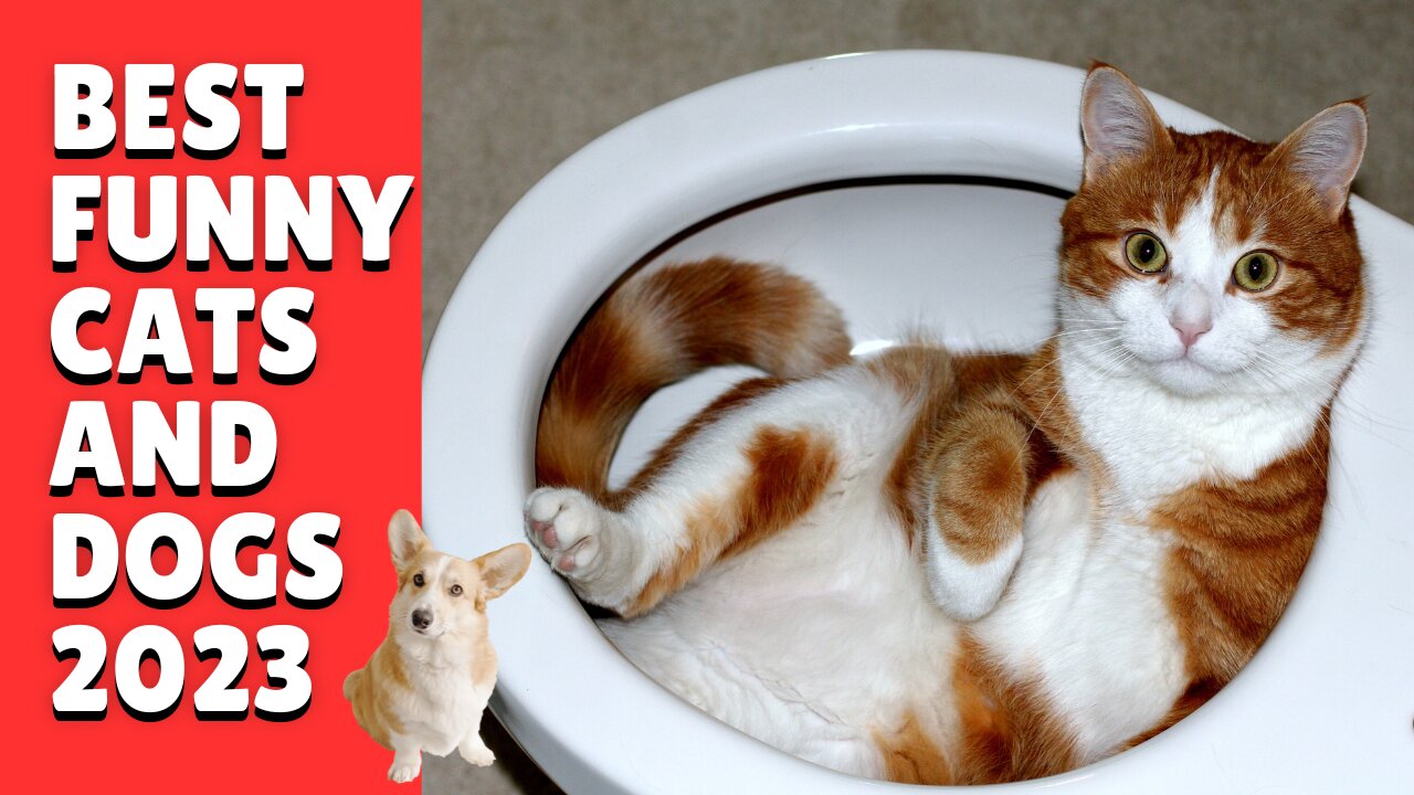 😺😂 BEST FUNNY CATS AND DOGS COMPILATION 2023 🐶🤣 | Hilarious Pet Moments