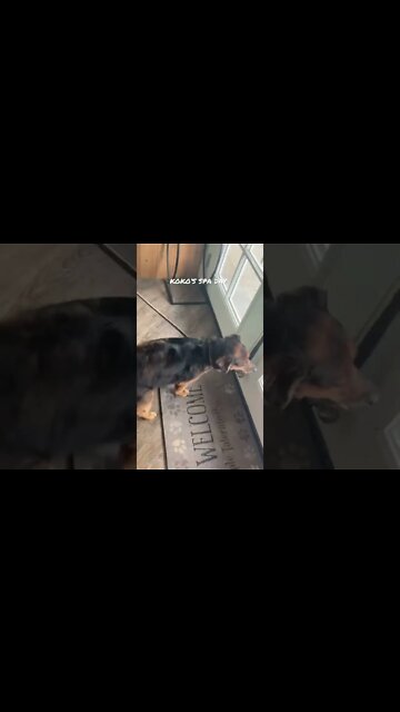 Koko’s 1st Spa Day 🐾❤️ WE LOVE YOU, PEANUT