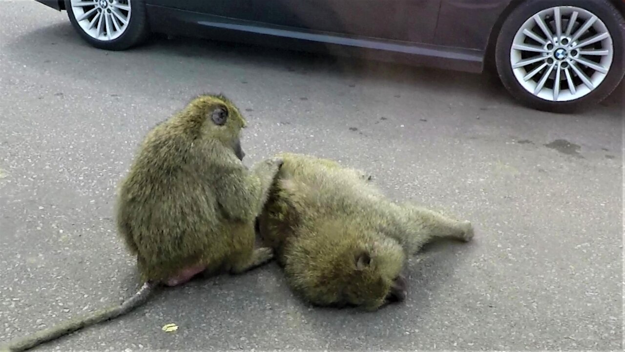 Baboons casually stop traffic to groom each other on the road