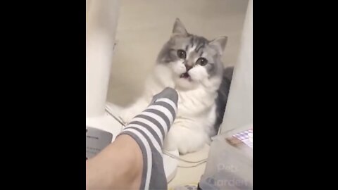 Funny and cute cats in life are best friends