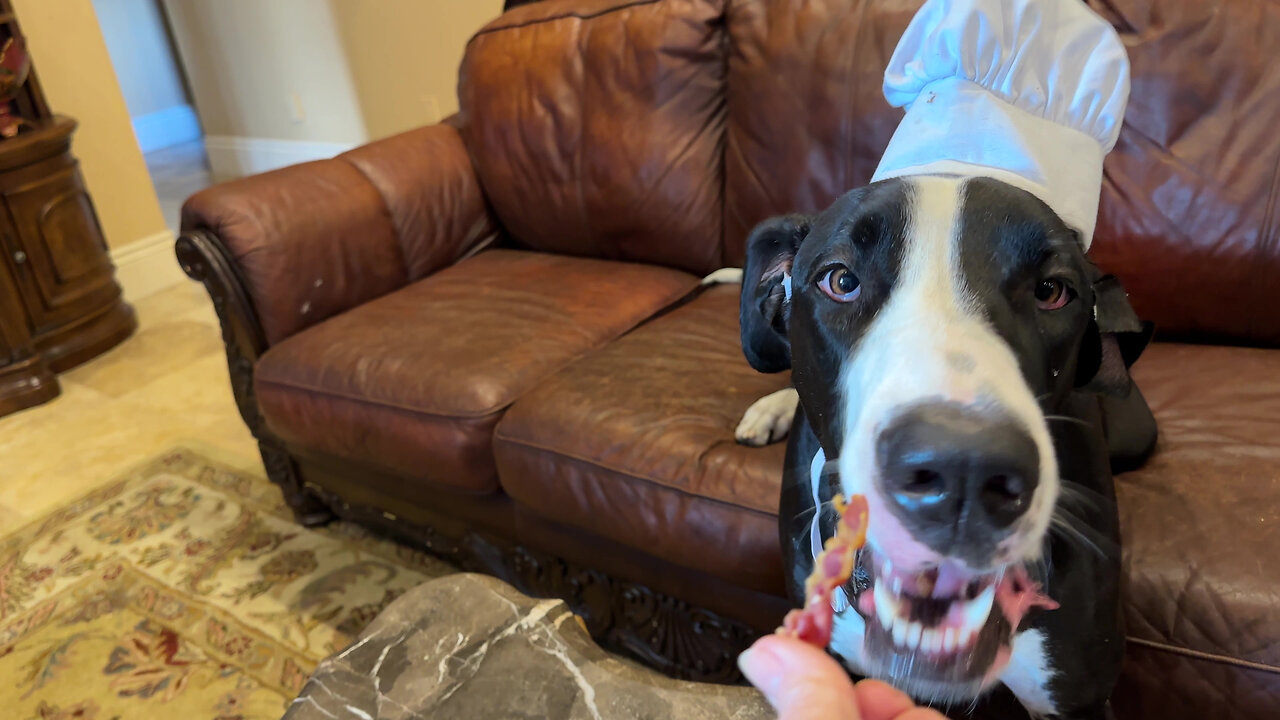 Hungry Great Danes love chicken BLT sandwich night