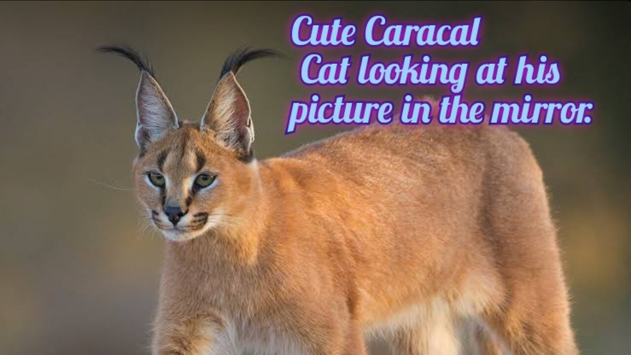 CARACAL CAT Trying to attack by looking at his picture in the mirror.