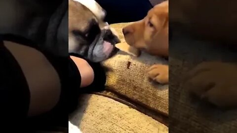 Puppy shares her biscuit