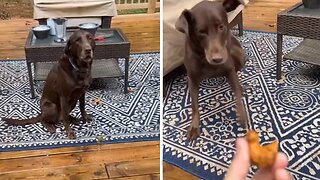 Funny pup does zoomies after getting caught stealing