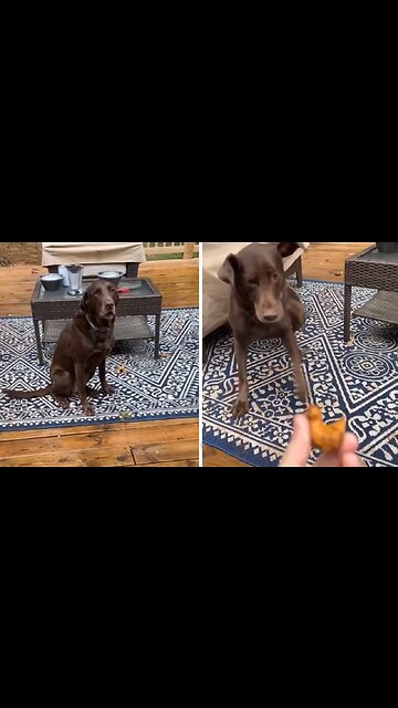 Funny pup does zoomies after getting caught stealing