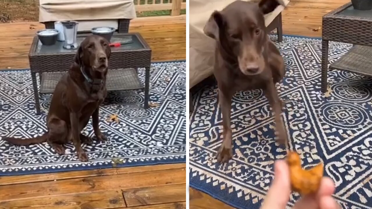 Funny pup does zoomies after getting caught stealing