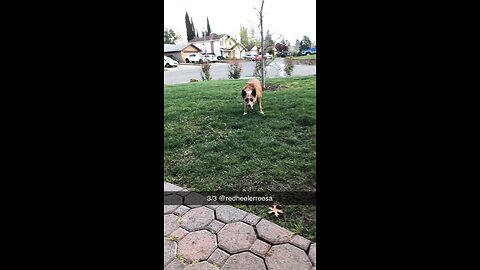 Frisbeee dog