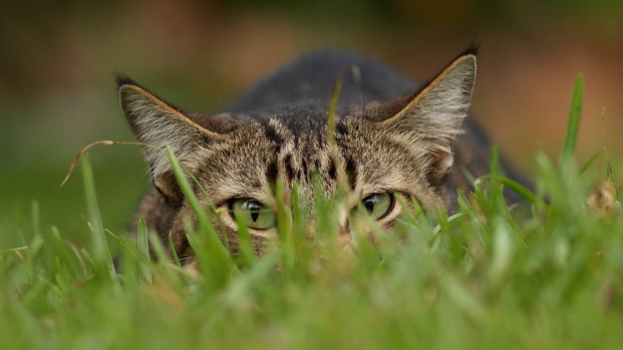 How does Barsik, the wild forest cat, camouflage itself in its habitat?