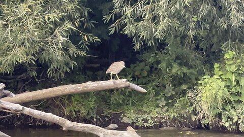 Brown Heron closeup