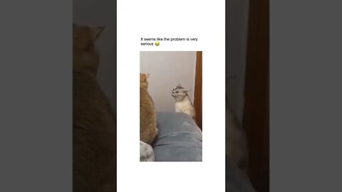 😂😂 #shorts #shortsvideo #fyp #funny #cat #cats #fy #youtube