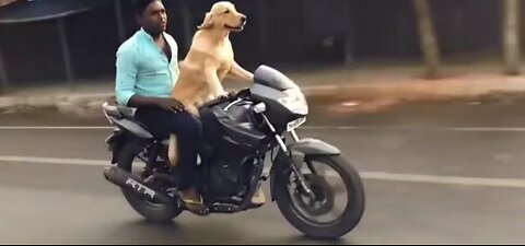 dog ride to bike without any support #crazybaburaj