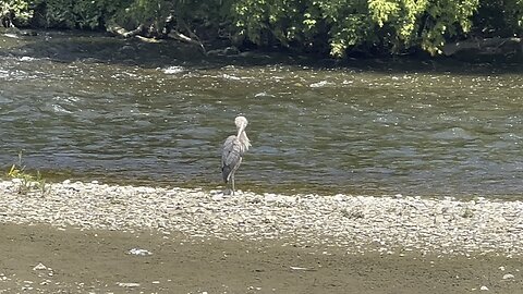 Great Blue Heron enjoying the hot Toronto weather