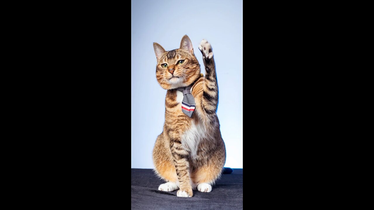 Funny Animals video