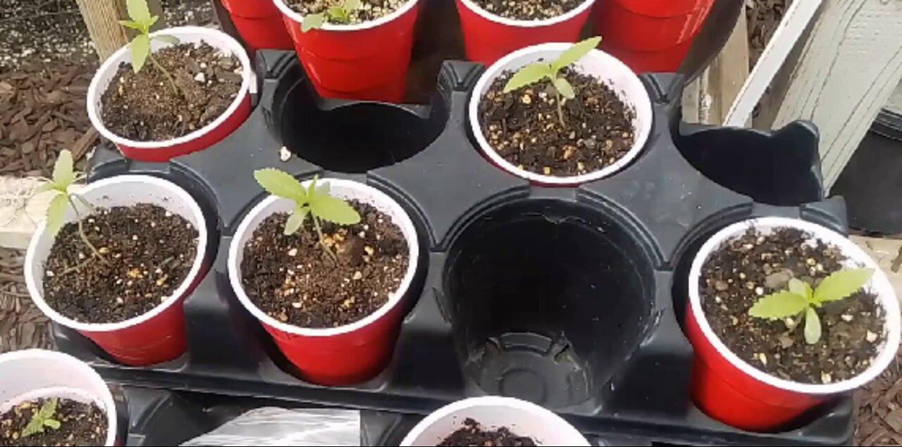 How to Sprout Cannabis Seeds