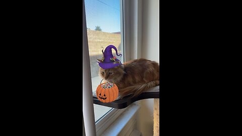 #happyhalloween #neko #gato #chat #cat