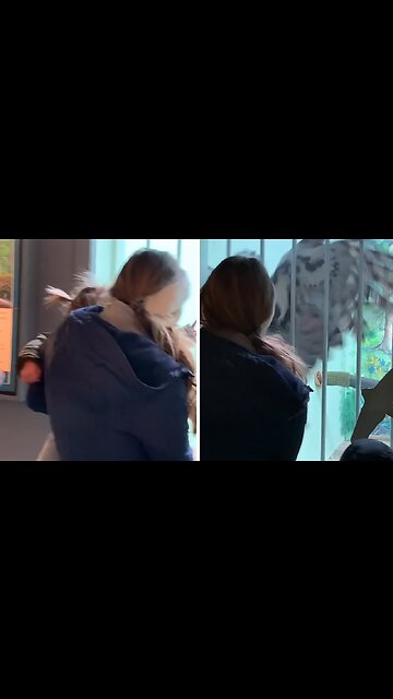 Harpy Eagle Tries To Break Glass At Zoo To Hunt Kid