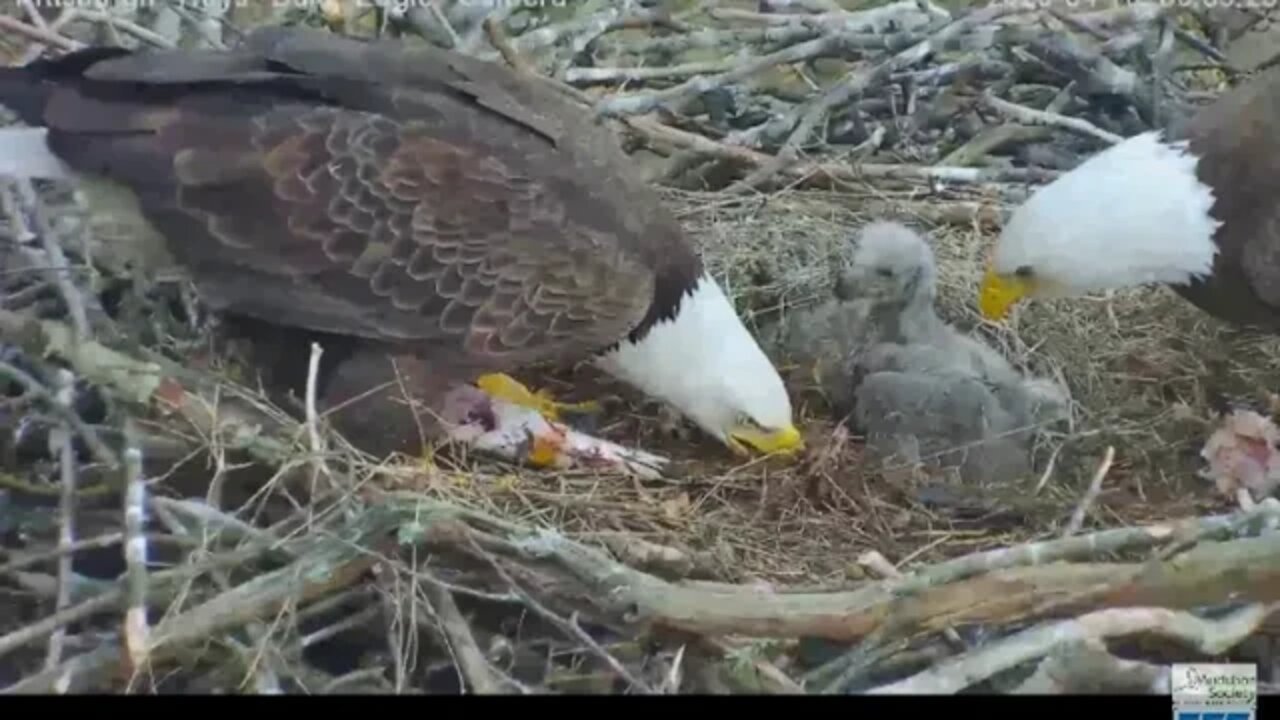 Hays Eagles Mom brings in big fluff while Dad feeds 2020 04 10 832am