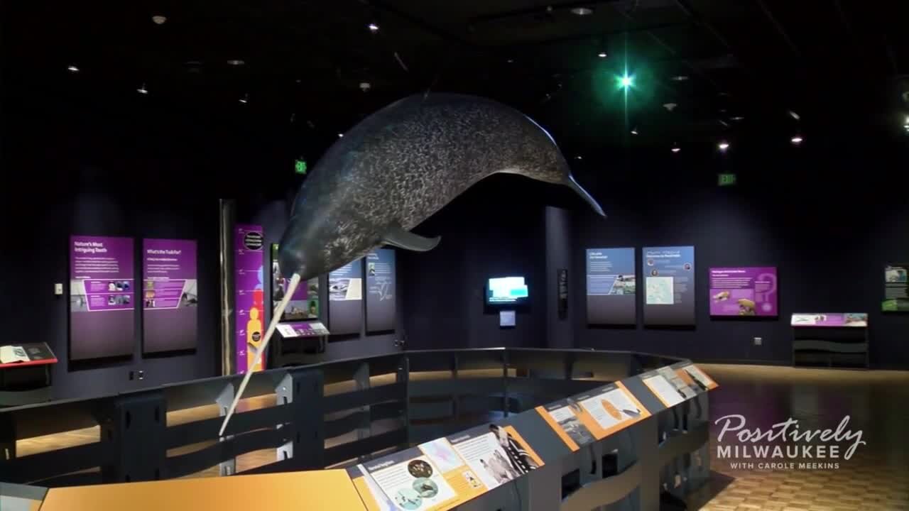 Carole Meekins visits a special narwhal themed exhibit at the Milwaukee Public Museum