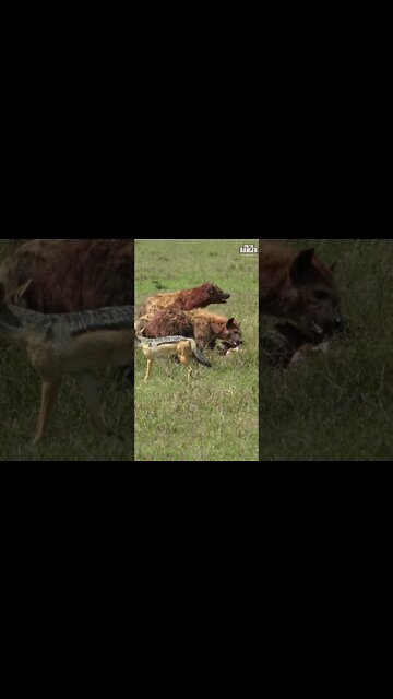 Hyenas Finishing Off A Topi | Saturday #shorts