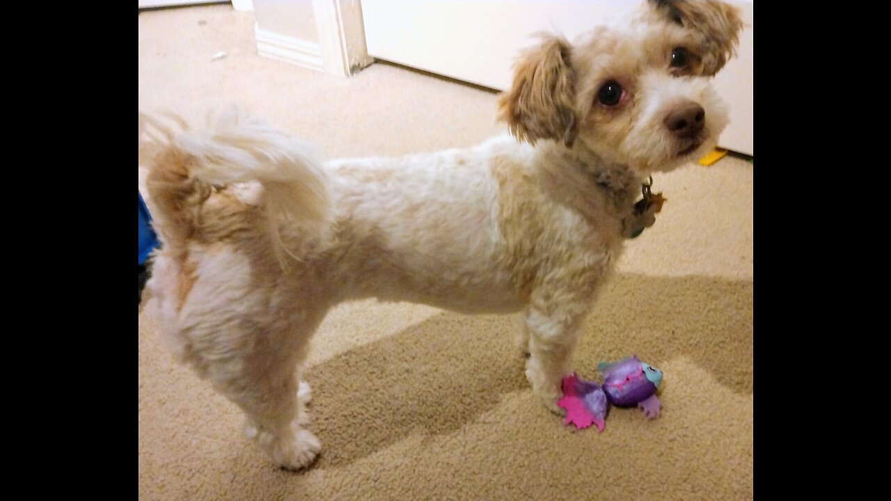 Cute reaction What my dog thinks of Little Live Pets Fish.