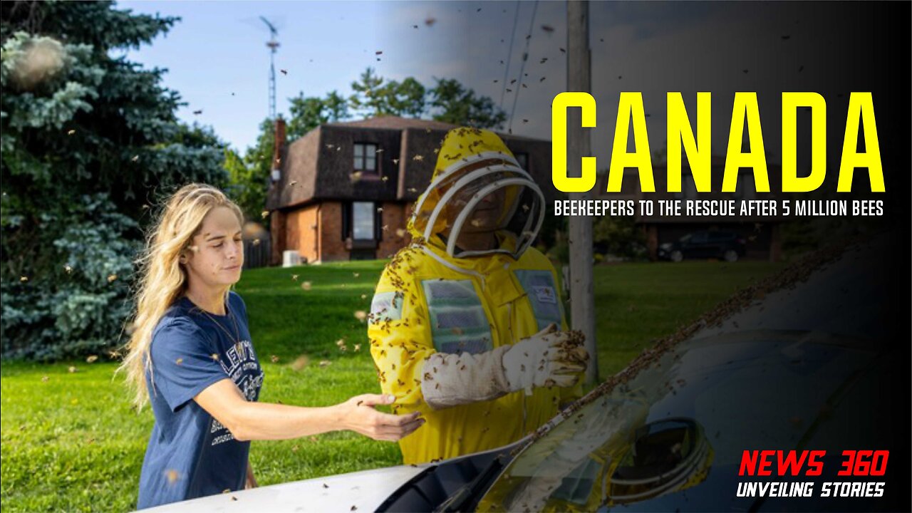 Beekeepers To The Rescue After 5 Million Bees Fall Off Truck In Canada || News 360 ||