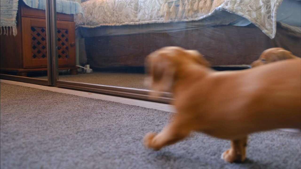 Funny Dog playing with mirror