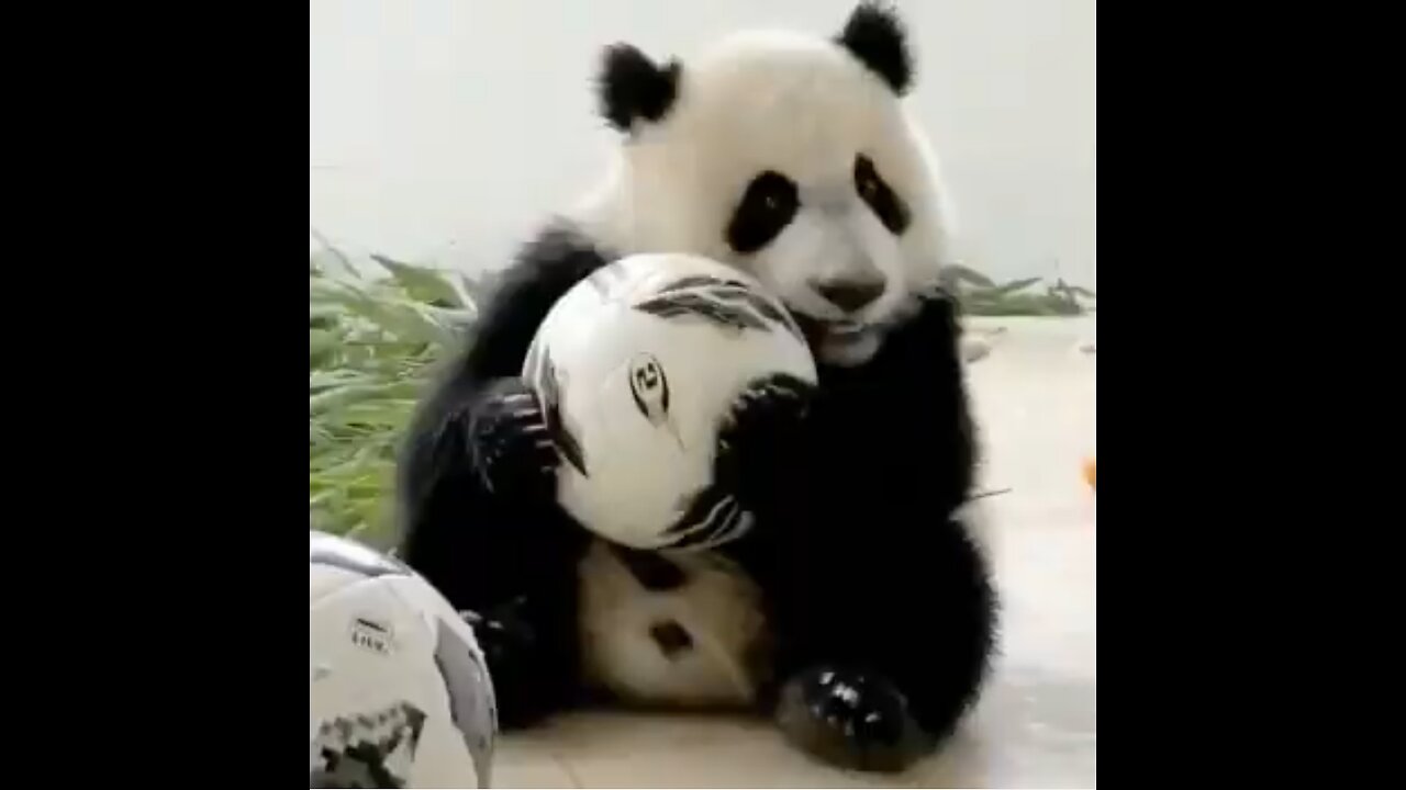 Funniest pandas in the world