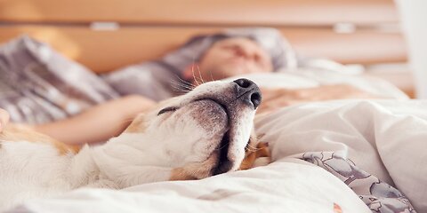 Music for dogs - Help your dog relax and sleep