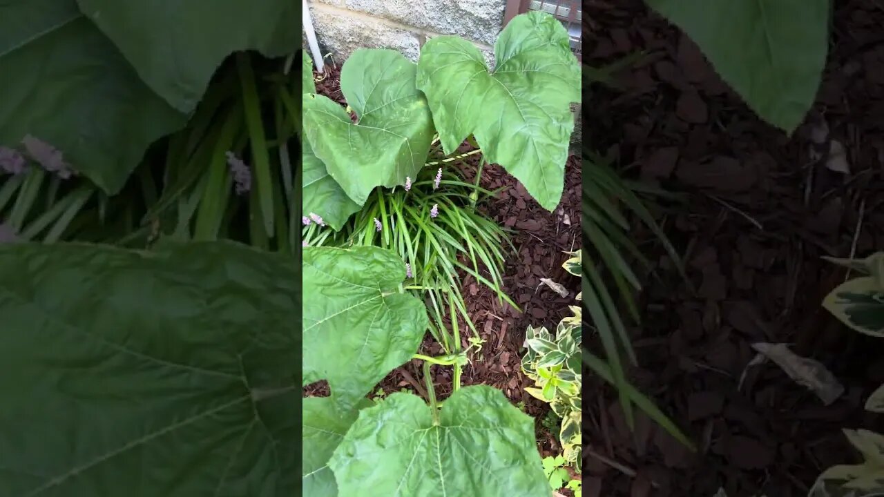 Pumpkins 🎃 are back! #shorts #shortsvideo #pumpkin #Halloween #garden.