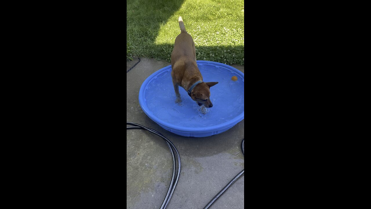 Pool Dog