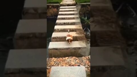 Game Over…😏😂🐶 #shorts #dog #tiktok