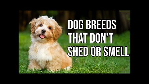 Top 10 Dog Breeds That Don't shed or smell | Small Dog Breeds That Don't Shed