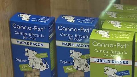 Las Vegas dispensaries sell hemp products that may help dogs frightened by fireworks