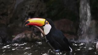 TUCANO TOCO | VIDEO TESTE 1 | 43 Segundos de Vídeo