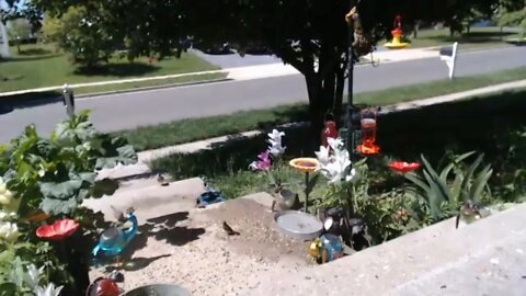 Spring Animal Cam 🌻