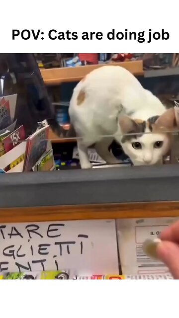 POV: Cats taking multitasking to the next level! 🐾✨ From house chores to gardening, these furry cats