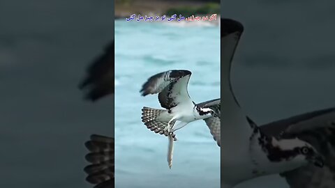 eagle hunting the fish in sea