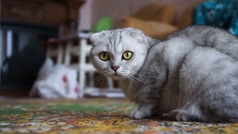 Beautiful Animals lives