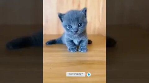 cute cat videos 😹 funny videos 😂 952 😻#shorts #shortsfunny #cutecat #catvideos #cats #catscare #cat