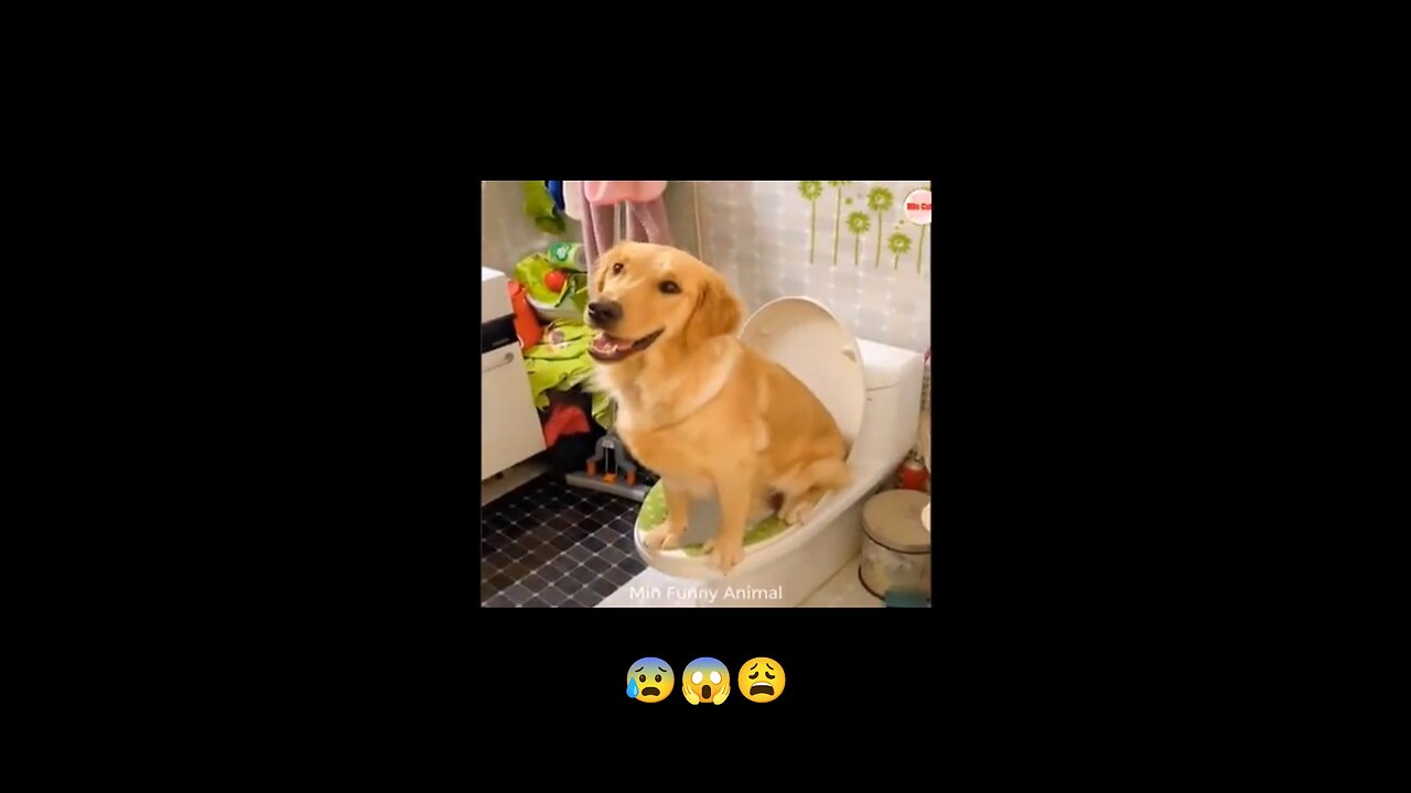 Good dog 🐶 and good cat 🐱 ... #good #video ... #usa @usa