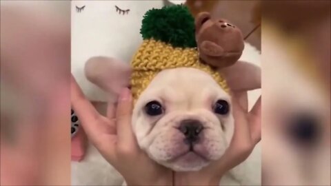 🤣 Cutest 🐶 Dog and 😻 Cat - Awesome Funny Pet Animals Videos 😇 | Funny cute pets lovers