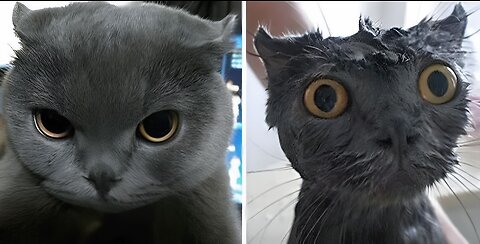 Latest Funny Pets Video Cats Funny Videos #pets #catvideos