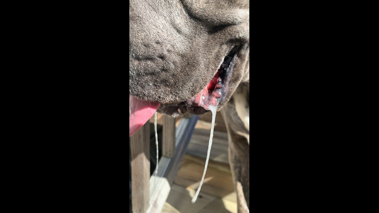 I hate my human